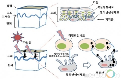 건국대 연구팀, 기미·주근깨 발생 원리 규명